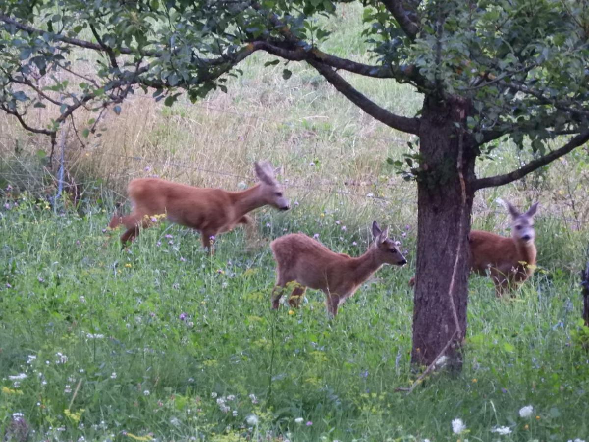 Bed And Breakfast Trnje Pivka Εξωτερικό φωτογραφία